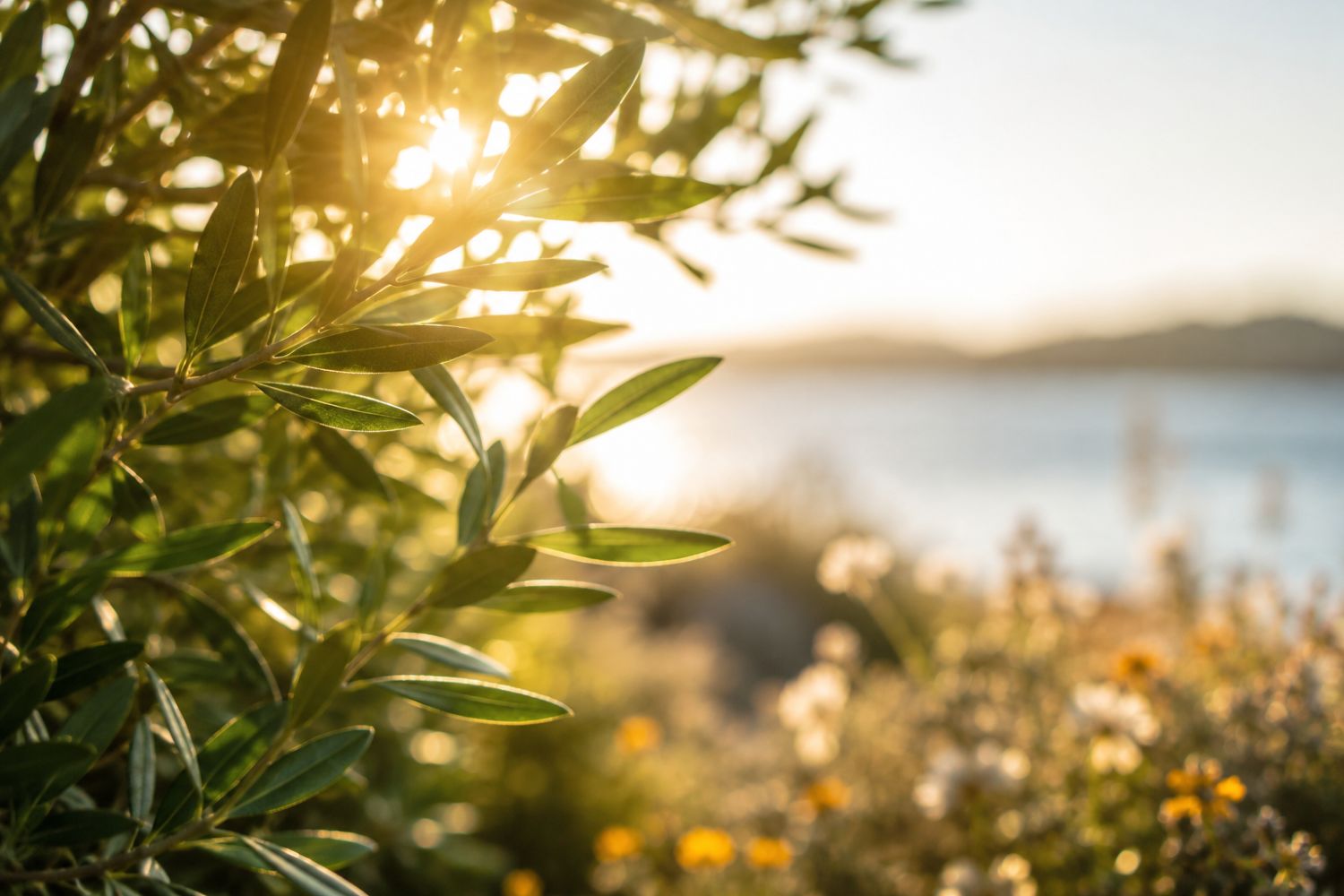 sonne scheint durch einen Baum